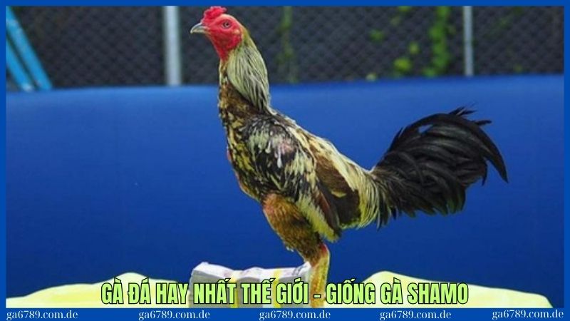 3 giống gà được xem là đá hay nhất thế giới người chơi nên lựa chọn - Giống Shamo