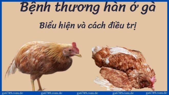 benh thuong han ga