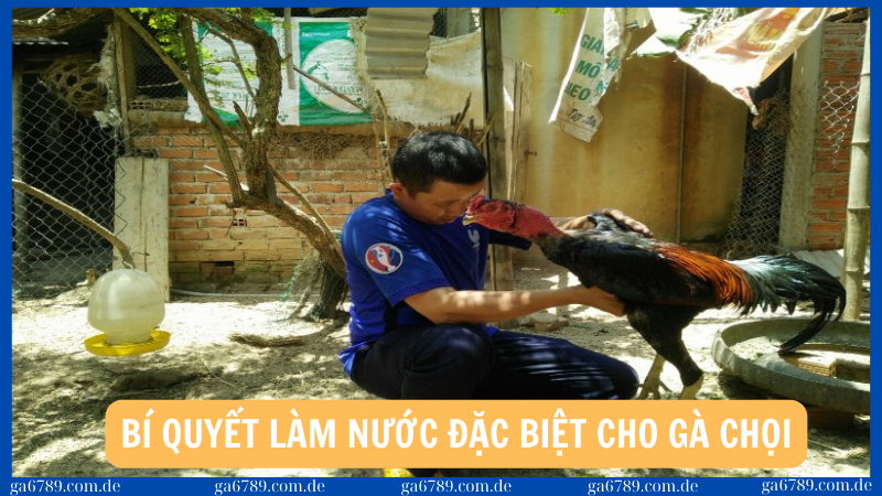 Cách làm nước cho gà chọi đúng kỹ thuật cho chiến kê 3 Những loại nước đặc biệt dành cho gà chọi tăng cường sức bền