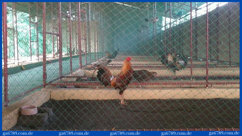 Bí quyết nuôi gà tre: Hướng dẫn để gà khỏe mạnh và đẹp mã 2 Khi nuôi gà tre anh em cần xây dựng chuồng trại thoáng mát và sạch sẽ