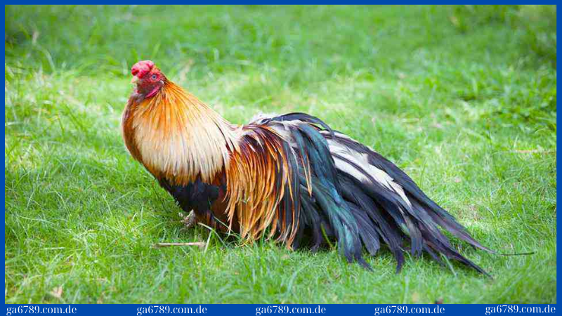 Bí quyết nuôi gà tre: Hướng dẫn để gà khỏe mạnh và đẹp mã 1 Bí quyết nuôi gà tre đầu tiên là lựa chọn giống chất lượng