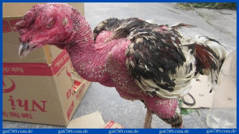 Bệnh tụ huyết trùng ở gà | Nguyên nhân, biểu hiện 1 Biểu hiện cơ bản bệnh tụ huyết trùng khi chăn nuôi gà