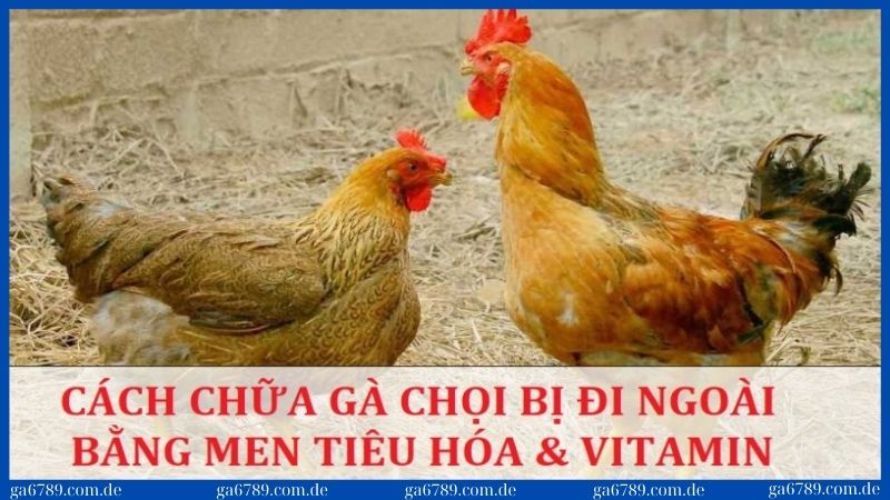 Cách chữa gà chọi bị đi ngoài: 5 bí quyết hiệu quả, an toàn 1 Chữa gà chọi bị đi ngoài bằng men tiêu hóa và vitamin