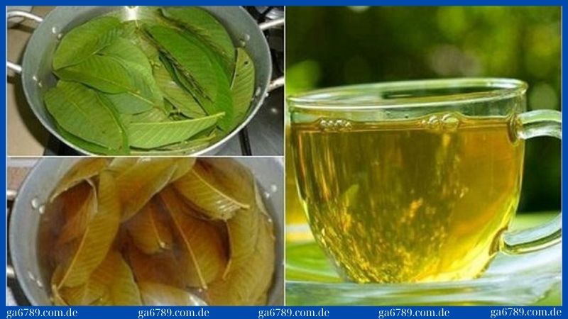 Cách chữa gà chọi bị đi ngoài: 5 bí quyết hiệu quả, an toàn 3 Cách chữa gà chọi bị đi ngoài bằng nước lá ổi