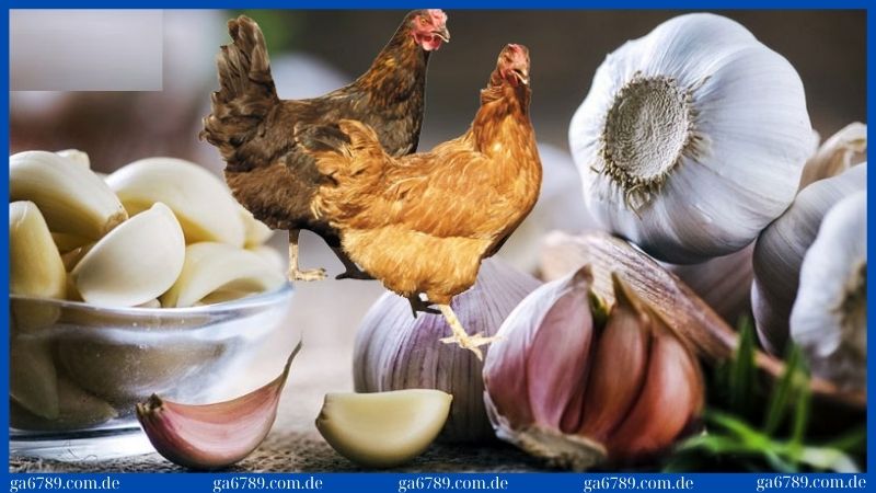 Cách chữa gà chọi bị đi ngoài: 5 bí quyết hiệu quả, an toàn 2 Cách chữa gà chọi bị đi ngoài bằng tỏi hiệu quả