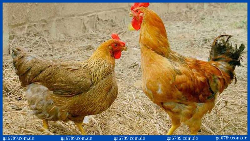 Sử dụng thuốc đặc trị, tiêm vacxin, mát xa để chữa bệnh