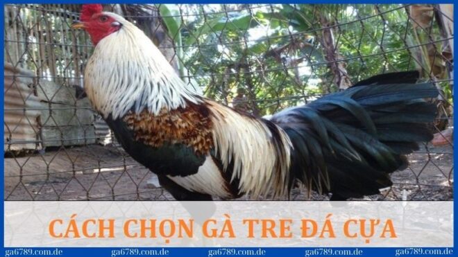 cach tron ga tre da cua