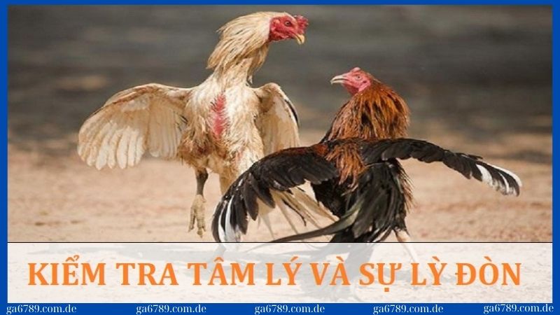 Cách chọn gà tre đá cựa chuẩn để chiến thắng mọi trận đấu 3 Kiểm tra sự lì đòn và hiếu chiến của gà tre đá cựa