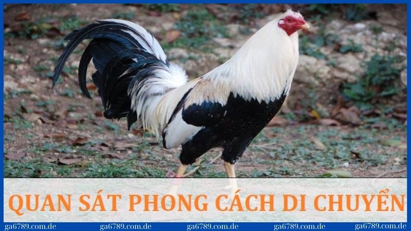 Cách chọn gà tre đá cựa chuẩn để chiến thắng mọi trận đấu 2 Cách chọn gà tre đá cựa bằng cách quan sát phong cách di chuyển