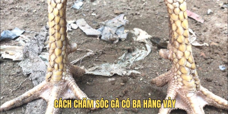 Gà ba hàng vảy: Bí quyết chọn lọc cho hội viên chuyên nghiệp 3 Cách chăm sóc gà có ba vảy để có một sức khỏe tốt khi chiến