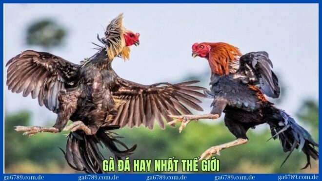 ga da hay nhat the gioi