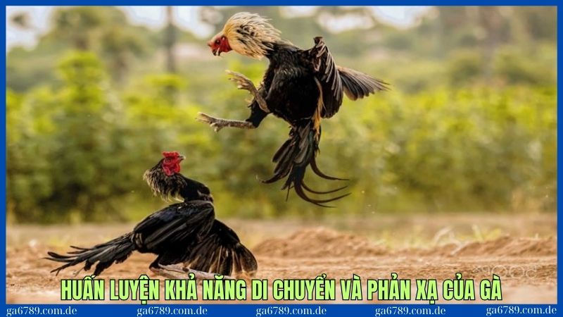 Huấn luyện để gà đá hay nhất thế giới 