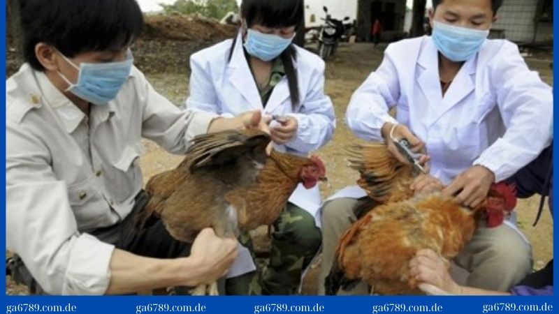 Bệnh tụ huyết trùng ở gà | Nguyên nhân, biểu hiện 2 Tiêm vacxin để phòng chống bệnh tụ huyết trùng ở gà