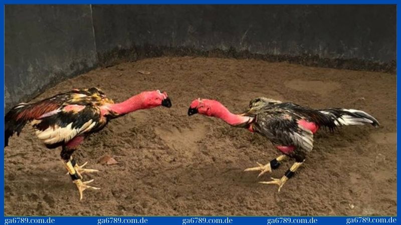 Cho gà luyện tập để nâng cao kĩ năng tấn công